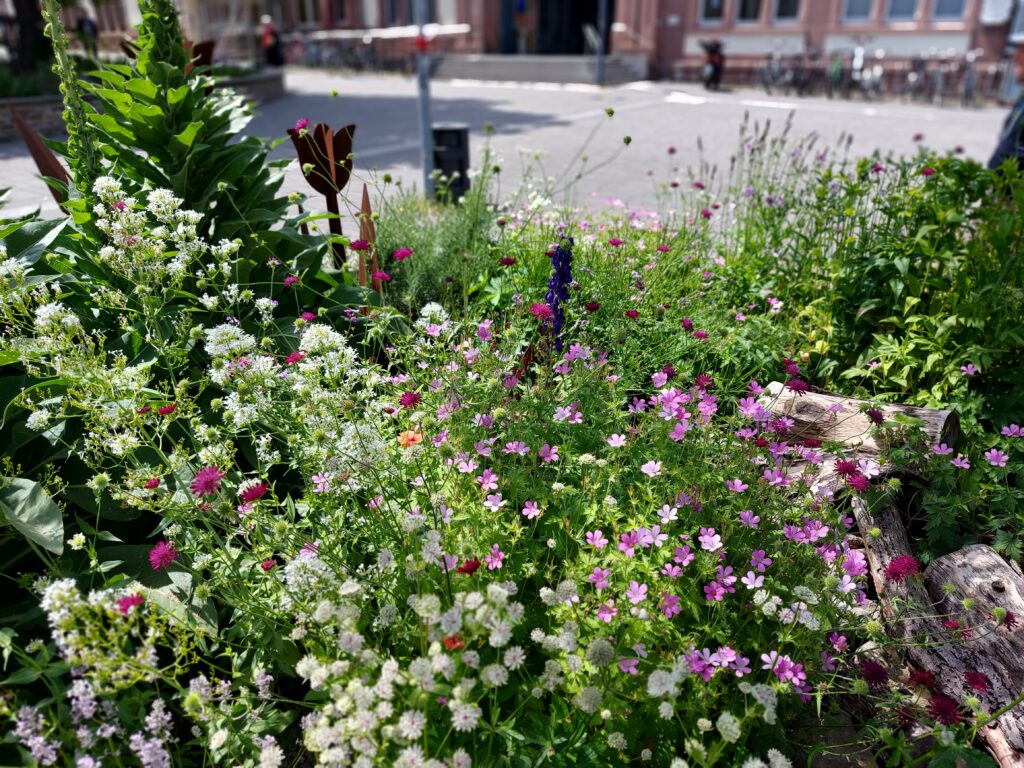 Wildstaudenbeet (Bahnhofsvorplatz)